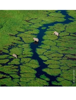Aqua Allegoria Flora Salvaggia Eau de Toilette