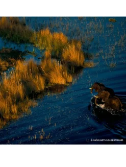 Aqua Allegoria Forte Mandarine Basilic Eau de Parfum