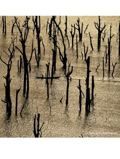 Aqua Allegoria Forte Nerolia Vetiver Eau de Parfum