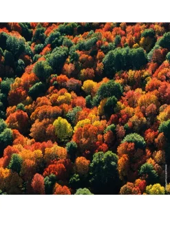 Aqua Allegoria Forte Oud Yuzu Eau de Parfum