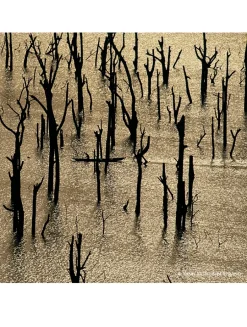 Aqua Allegoria Forte Rosa Rossa Eau de Parfum - Refill