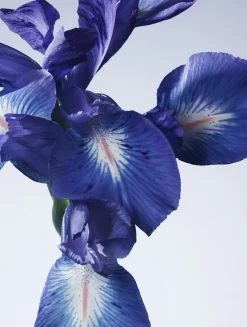 Armani/Privé Iris Bleu Eau de Toilette