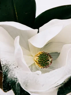 Aura Pink Magnolia Eau de Parfum