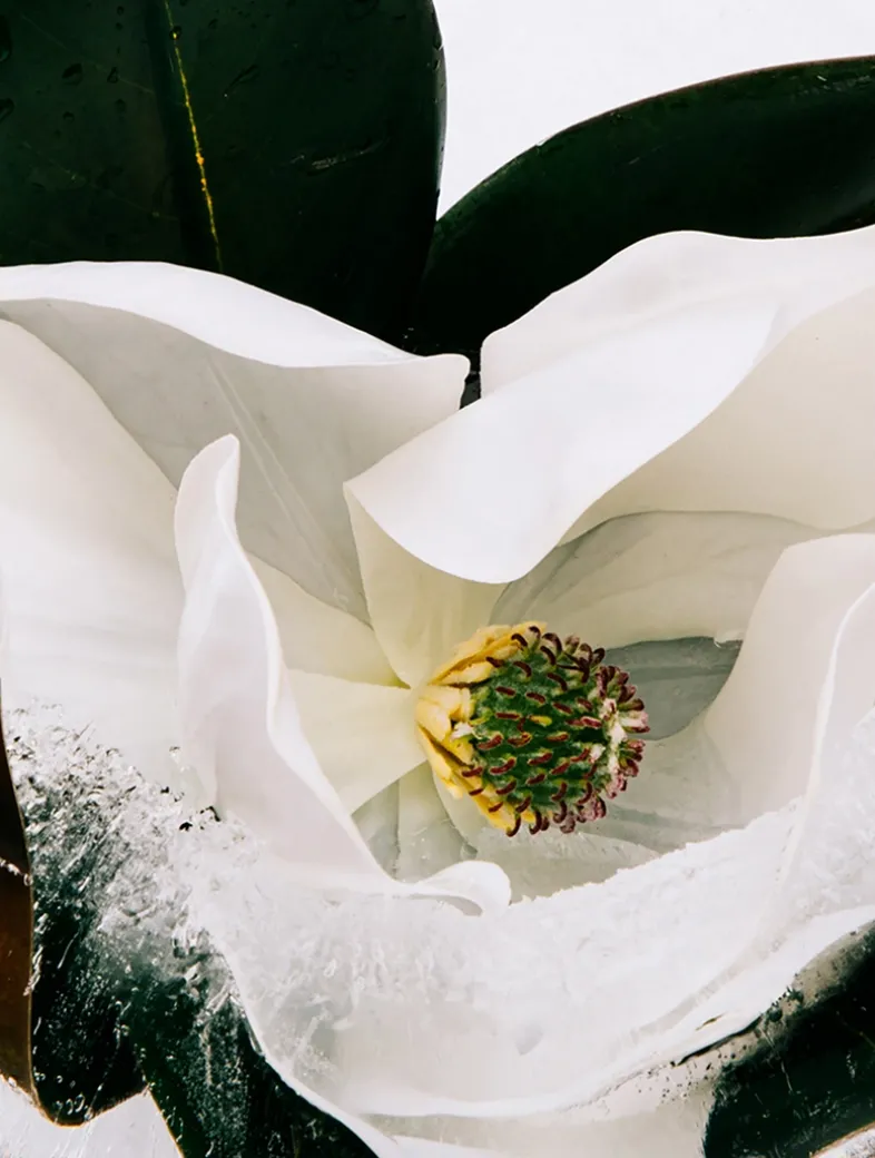 Aura Pink Magnolia Eau de Parfum