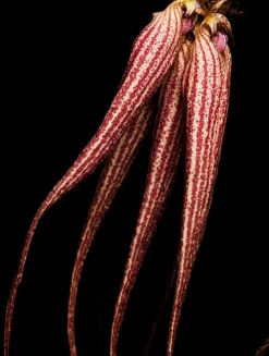 Bal d'Afrique Absolu de Parfum