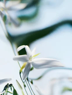 Blanche Absolu de Parfum