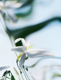 Blanche Absolu de Parfum