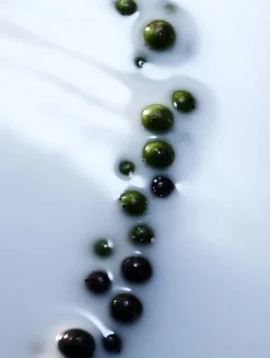 Blanche Absolu de Parfum