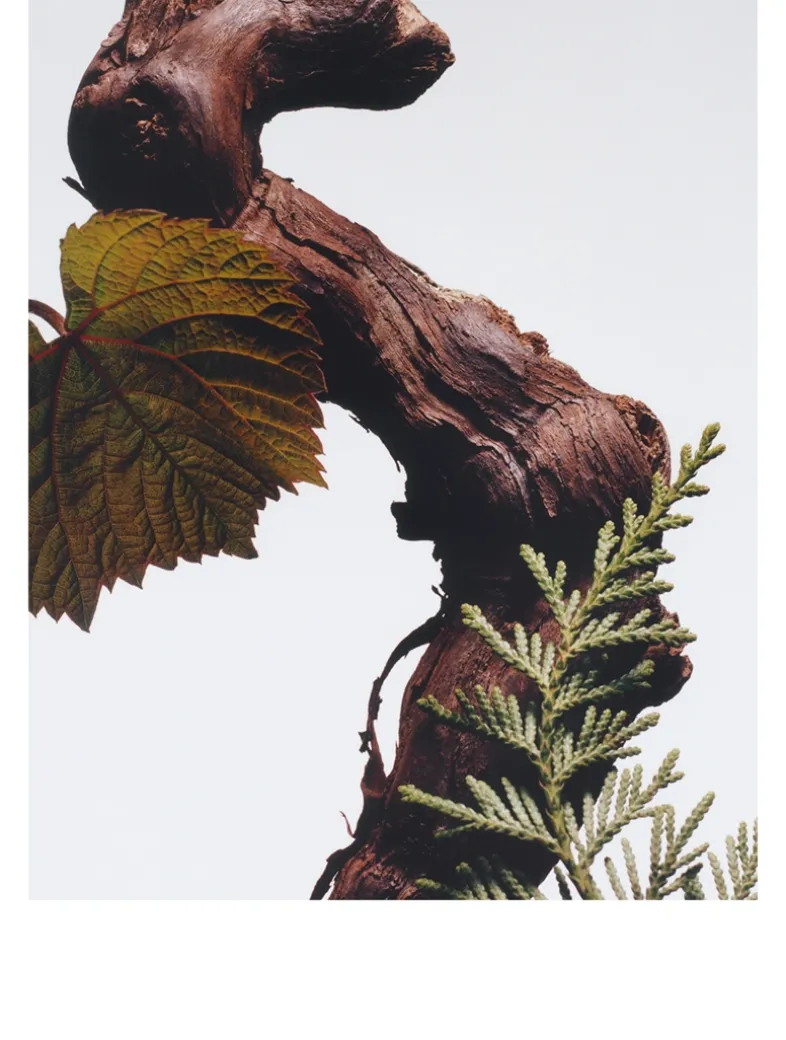 Cypress & Grapevine Cologne Intense Duo Set