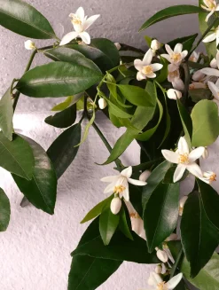 Devotion Intense Eau de Parfum