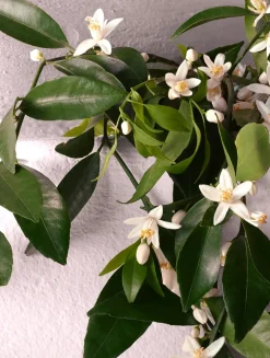 Devotion Intense Eau de Parfum