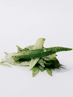 Esencia Eau de Parfum