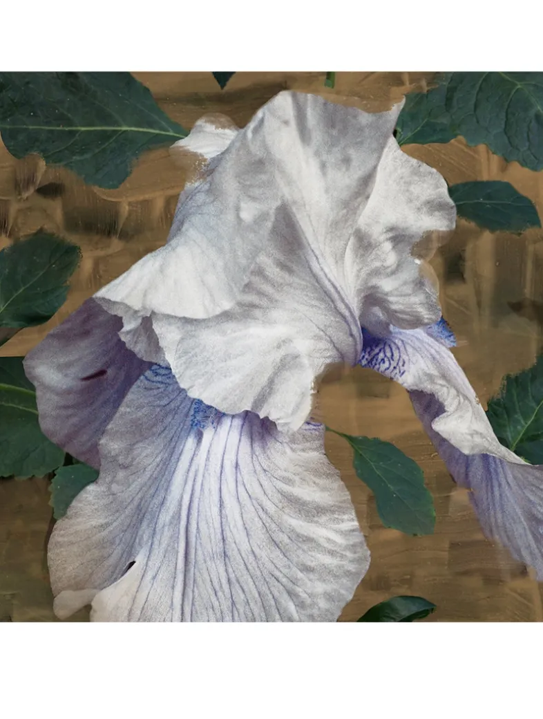 Eyes Closed Eau de Parfum