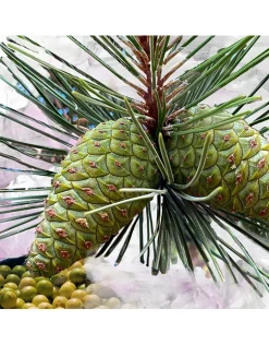 Gypsy Water Eau de Parfum