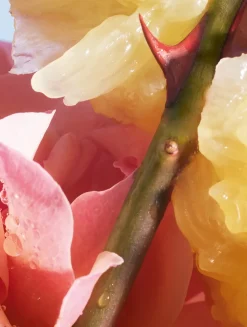 La Petite Robe Noire Eau de Toilette