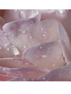 L'Eau A La Rose Eau De Toilette