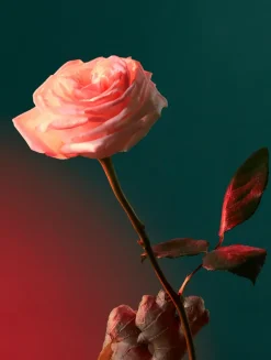 Liquid Love Eau de Parfum