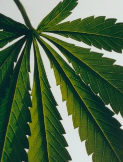 Marihuana Liquid Soap