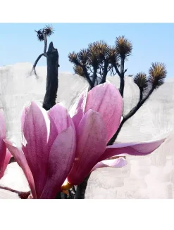 Mojave Ghost Eau de Parfum