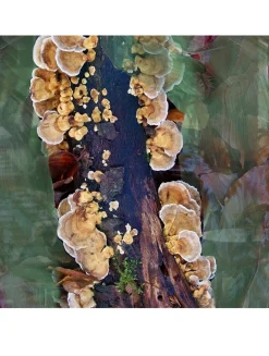 Oud Immortel Eau de Parfum