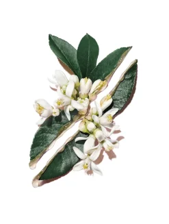 Pure Shots Hydra Bounce Essence-in-Lotion