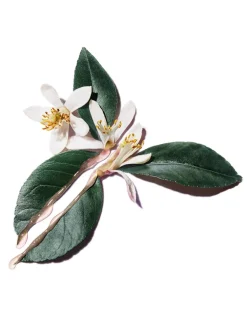 Pure Shots Perfect Plumper Cream