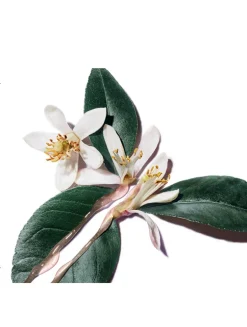 Pure Shots Plumper Nutri-Cream