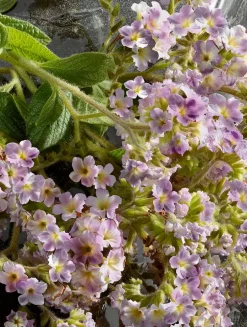 Q by Dolce&Gabbana Intense Eau de Parfum