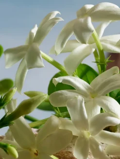 Q by Dolce&Gabbana Parfum