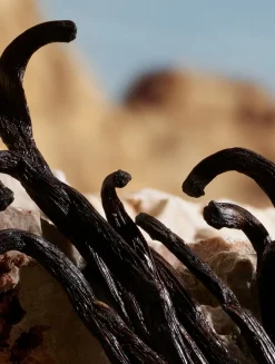 Q by Dolce&Gabbana Parfum