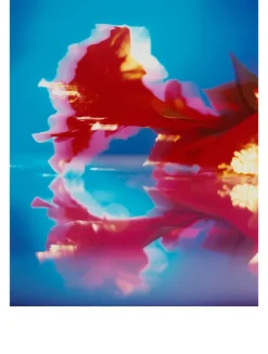 Red Hibiscus Cologne Intense