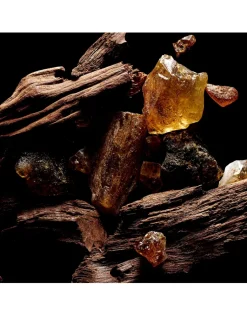 Sacred Wood Eau de Parfum