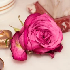 The Alchemist's Garden A Forgotten Rose Perfumed Oil