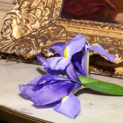 The Alchemist's Garden Tears of Iris Eau de Parfum