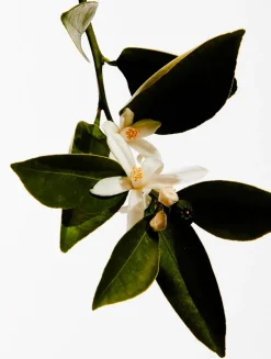 Un Paseo por Madrid Casa de Campo Eau de Parfum