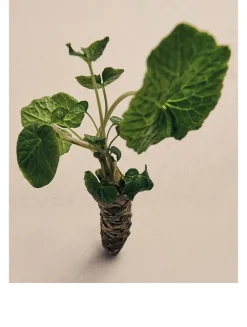 Wasabi Home Fragrance